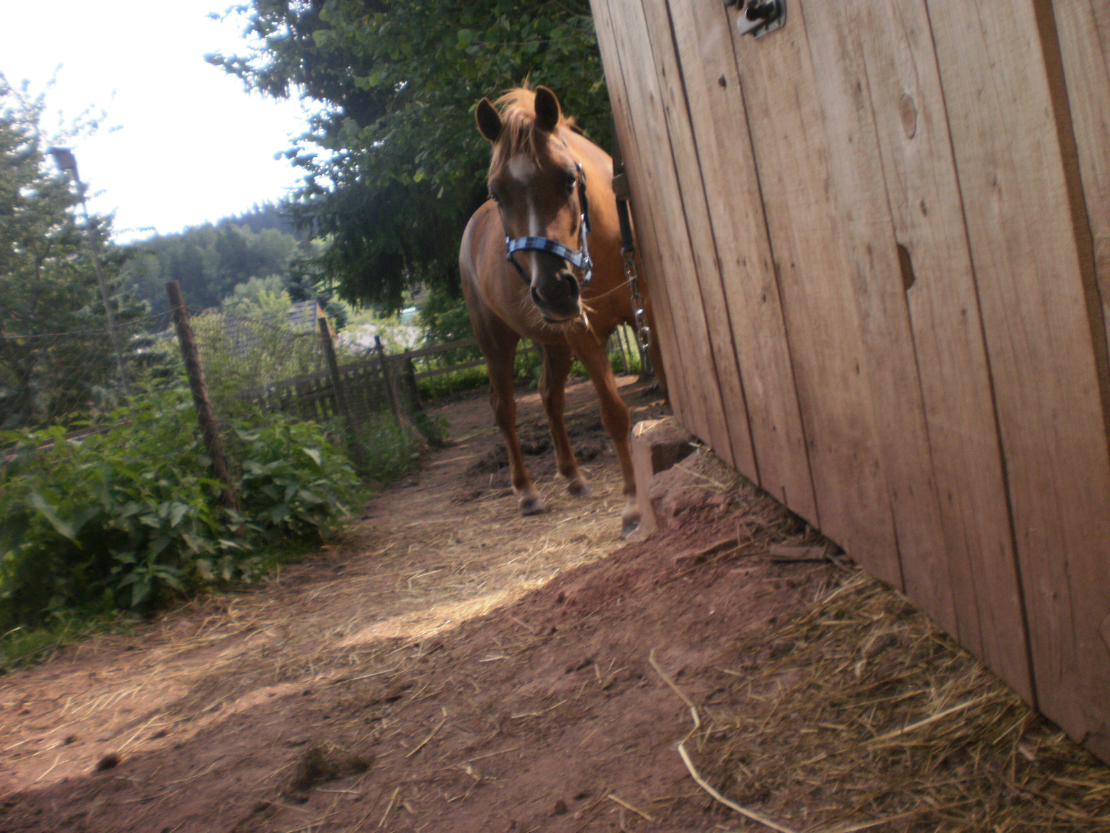 Bastien 04